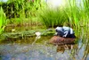 Oase Wasserspeier Frosch aus Polyresin, wetterfest, Produktbild-Vorschau 3