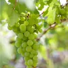 2x Vitis Vinifera 'Vroege van der Laan' - Produktbild-Vorschau 3