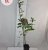 Oliwnik baldaszkowy 2L Podgląd zdjęcia produktu 9