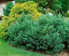 Pinus sylvestris, Waldkiefer, 40–60 cm Produktbild-Vorschau 10