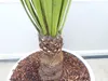 Yucca Faxoniana, 140 cm, Stamm 30 cm, Faxon Yucca, Produktbild-Vorschau 3