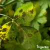 Leaf Diseases Blattkrankheiten-Konzentrat - 500 ml für 500 Produktbild-Vorschau 5