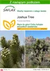 SAFLAX - Joshua Tree - 10 Nasiona - Z podłożem uprawowym Podgląd zdjęcia produktu 1