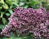 Syringa vulgaris 'Sensation', Flieder, zweifarbig, 60–80 cm Produktbild-Vorschau 9