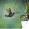 MuchoWow® Poster Kolibri im Regen auf dem Lande in Costa Produktbild-Vorschau 1