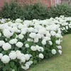 A row of white hydrangeas in bloom, with green leaves, set against a background of green bushes and a brick wall. A patch of green grass is visible in the foreground. Produktbild-Vorschau