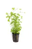 Hydrocotyle tripartita Kleeblatt Wasserpflanze Produktbild-Vorschau 1