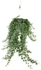 Hedera Helix Pitsburg con vaso sospeso XXL - 70-80cm - Anteprima dell’immagine prodotto 1