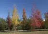 SAFLAX - Amerikanischer Amberbaum - 100 Samen - Liquidamber Produktbild-Vorschau 4
