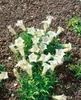 Gentiana asclepiadea 'Alba', Enzian, weiß, ca. 9x9 cm Topf Produktbild-Vorschau 2
