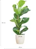 Ficus Lyrata z doniczką Viber w kolorze białym - 80 cm Podgląd zdjęcia produktu 1