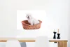 MuchoWow® Poster Malteser Hund im Korb sitzend 90x60 cm - Produktbild-Vorschau 5