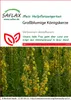 SAFLAX - Großblumige Königskerze - Verbascum densiflorum - Produktbild-Vorschau 5