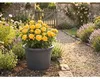 Nohel Garden Květník CAMPANULA plastový d60x40cm Náhled obrázku produktu 3