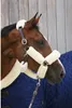 Kentucky Horsewear Führstrick Vorführstrick robust & Produktbild-Vorschau 7