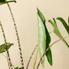 Alocasia Zebrina, Elefantenohr, Zimmerpflanze, 50-70 cm, Produktbild-Vorschau 6