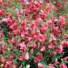 2 X Edelginster Boskoop Ruby / Cytisus | Kleinstrauch und Produktbild-Vorschau 1