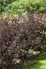 Physocarpus opulifolius 'Diabolo' -R-, Blasenspiere, Produktbild-Vorschau 12