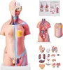 VEVOR Model lidského těla, 23 kusů 455 mm, anatomický model Náhled obrázku produktu 2