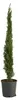 Cupressus Gartenpflanze, 100 cm hoch, 18 cm Produktbild-Vorschau 2
