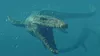 A digital illustration of a mosasaur swimming underwater with other mosasaurs in the background. Náhled obrázku produktu