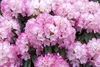 Rhododendron yakushimanum 'Fantastica', rosa-rot, 40–50 cm Produktbild-Vorschau 13