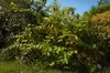 Bacca caramellata (Leycesteria formosa)  - 20 semi Anteprima dell’immagine prodotto 2