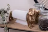 Clayre & Eef Držák na kuchyňské role Pes 46x15x23 cm Zlatá Náhled obrázku produktu 4