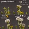 Löwenzahn Samen für Kaninchen - Wildkräuter Saatgut als Produktbild-Vorschau 3