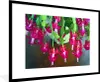 MuchoWow® MuchoWow® Gerahmtes Poster Lidkaktus in voller Produktbild-Vorschau 1