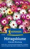 Kiepenkerl Mittagsblumensamen Eiskraut 100 Pflanzen Produktbild-Vorschau 3
