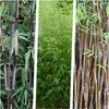 Stauden Gänge 3 x Fargesia Kollektion im C2 Topf - Produktbild-Vorschau 1
