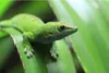 Repti-Zoo Terrarium AK 21x31x15 Repti-Zoo Produktbild-Vorschau 9