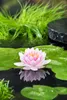 Bloomique - Nymphaea Wilfron Gonnere - Grążel wodny - Podgląd zdjęcia produktu 1