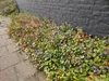 Bodendecker - Chinesischer Bleiwurz - Ceratostigma Produktbild-Vorschau 6