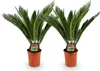 Green boutiQ - Zimmerpflanze - Cycas revoluta - Palmfarn - Produktbild-Vorschau 1