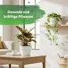 LENI Hydrokultur Komplett-Set mit Blumentopf Kulturtopf Produktbild-Vorschau 8
