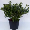 Japanische Azalee ´SIGNAL GLÜHEN´ 20-30 cm, Cont. 2 l Produktbild-Vorschau 3