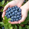 Borůvka Vaccinium corymbosum Bluecrop mrazuvzdorná 6 Náhled obrázku produktu 4