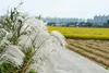 Stauden Gänge 1 x Miscanthus sinensis 'Silberfeder' im 1 Produktbild-Vorschau 7