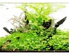 Hydrocotyle tripartita Kleeblatt Wasserpflanze Produktbild-Vorschau 3