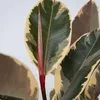 Figowiec sprężysty - Ficus Elastica 'Tineke' - Wysokość Podgląd zdjęcia produktu 3