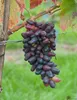 A close-up of a bunch of unusual-shaped grapes hanging from a vine. Produktbild-Vorschau