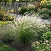 6x Stipa tenuissima Ponytails P9 H20 Produktbild-Vorschau 5
