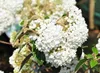 Viburnum 'Eskimo' - Snowball 30- 40 cm - pojemnik Podgląd zdjęcia produktu 1