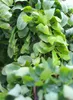 Scheinakazie - Robinia Twisty Baby Hochstamm 80 - 100 cm Produktbild-Vorschau 3