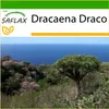 SAFLAX - dračí strom - Dracaena Draco - 5 Semena - S Náhled obrázku produktu 10