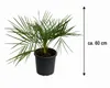 Jubaea chilensis Honigpalme ca. 60 cm | Chilenische Produktbild-Vorschau 5
