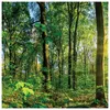 3er Set Wandbild je 30x30cm Glasbild Wald Natur Sonne Produktbild-Vorschau 4