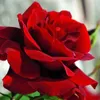 Rosa  - Rosa rampicante Kordes - Rosa 'Santana'® Anteprima dell’immagine prodotto 1